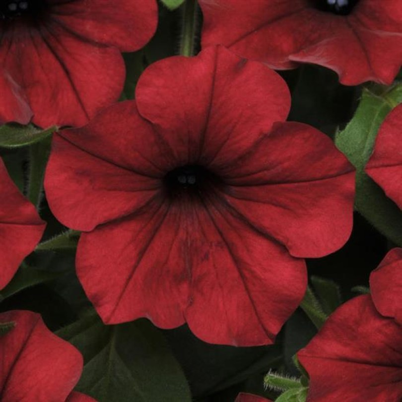 Tidal Wave Red Velour